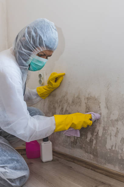 Best Emergency Mold Remediation  in Gentry, AR