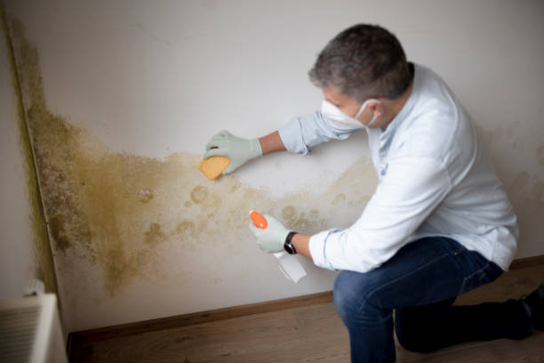 Mold Removal for HVAC Installations in Gentry, AR