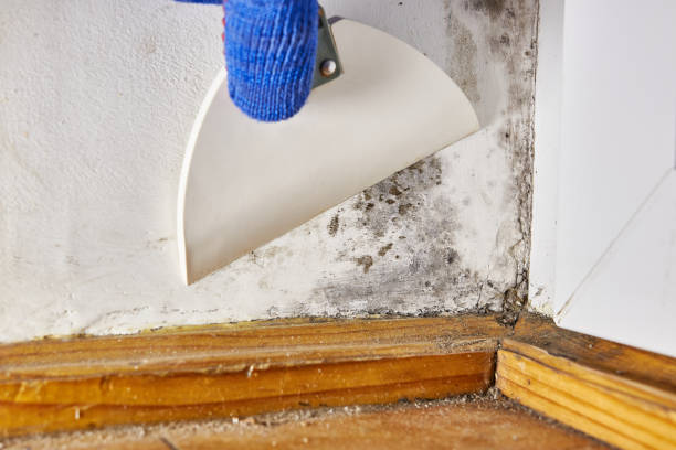 Best Environmental Consulting for Mold Prevention  in Gentry, AR